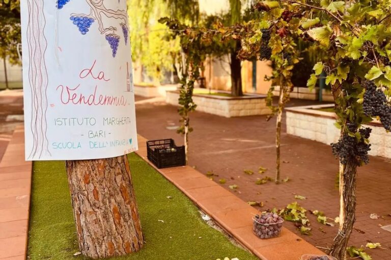 I piccoli della Scuola dell’Infanzia hanno partecipato all’evento più atteso della stagione autunnale: LA VENDEMMIA. Il giardino della nostra scuola si è trasformato in una vigna e loro sono diventati vignaioli per un giorno. I bambini hanno potuto raccogliere i grappoli d’uva, pigiarli all’interno di grandi vasche, filtrare il succo ottenuto ed infine imbottigliare il vino ricavato! Odori e colori sono stati lo sfondo di un incredibile gioco di squadra! Quanta meraviglia negli occhi di tutti i presenti!